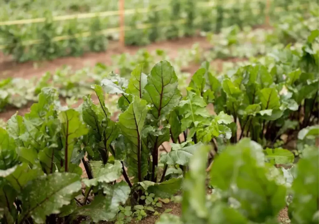 Hileras de verduras de hoja verde creciendo en el suelo en una granja, con más plantas visibles en el fondo.