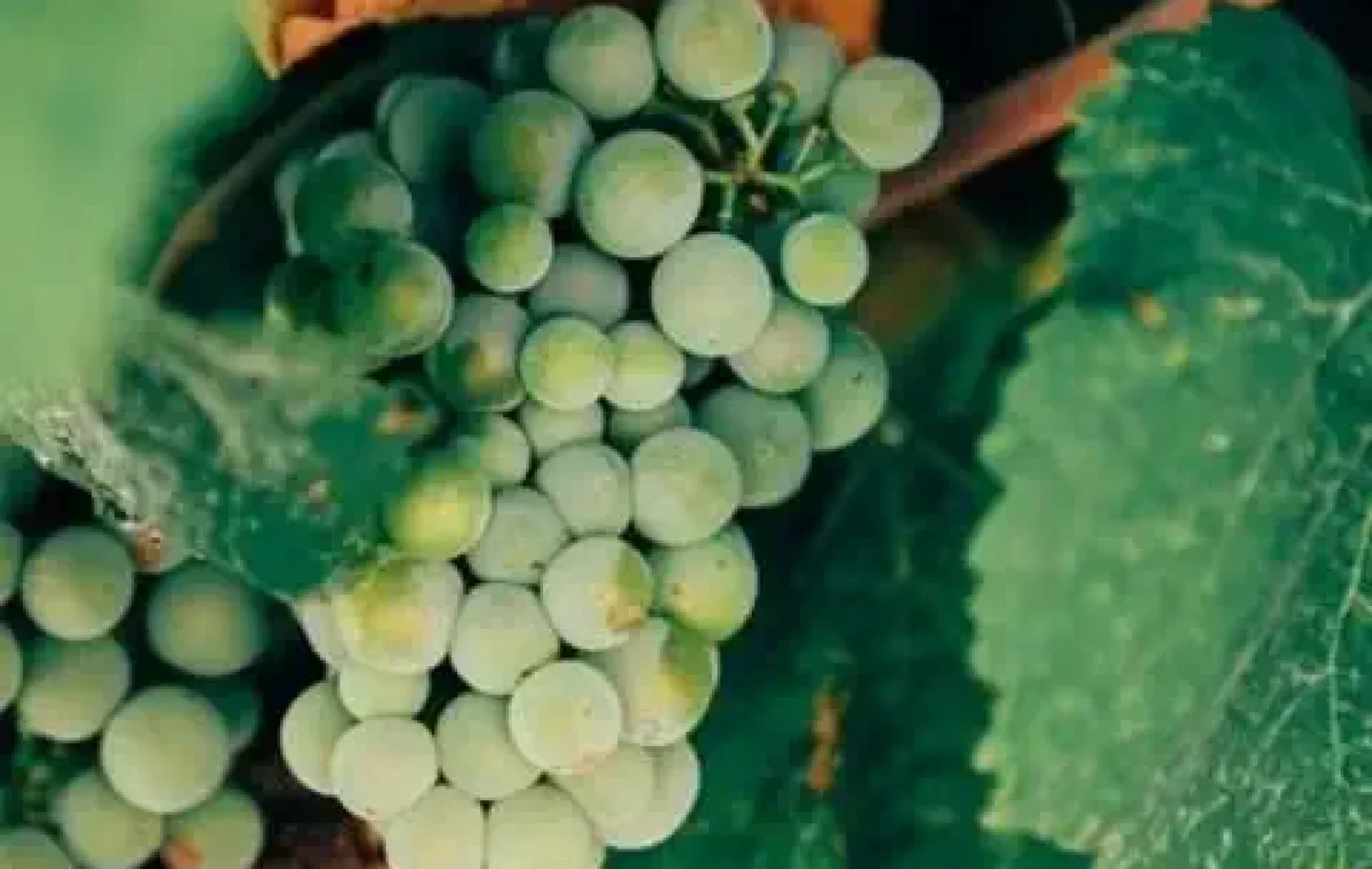 Primer plano de un racimo de uvas verdes creciendo en una vid, rodeado de hojas verdes, perfecto para elaborar vinos espumosos Corpinnat en su próxima visita a la bodega.