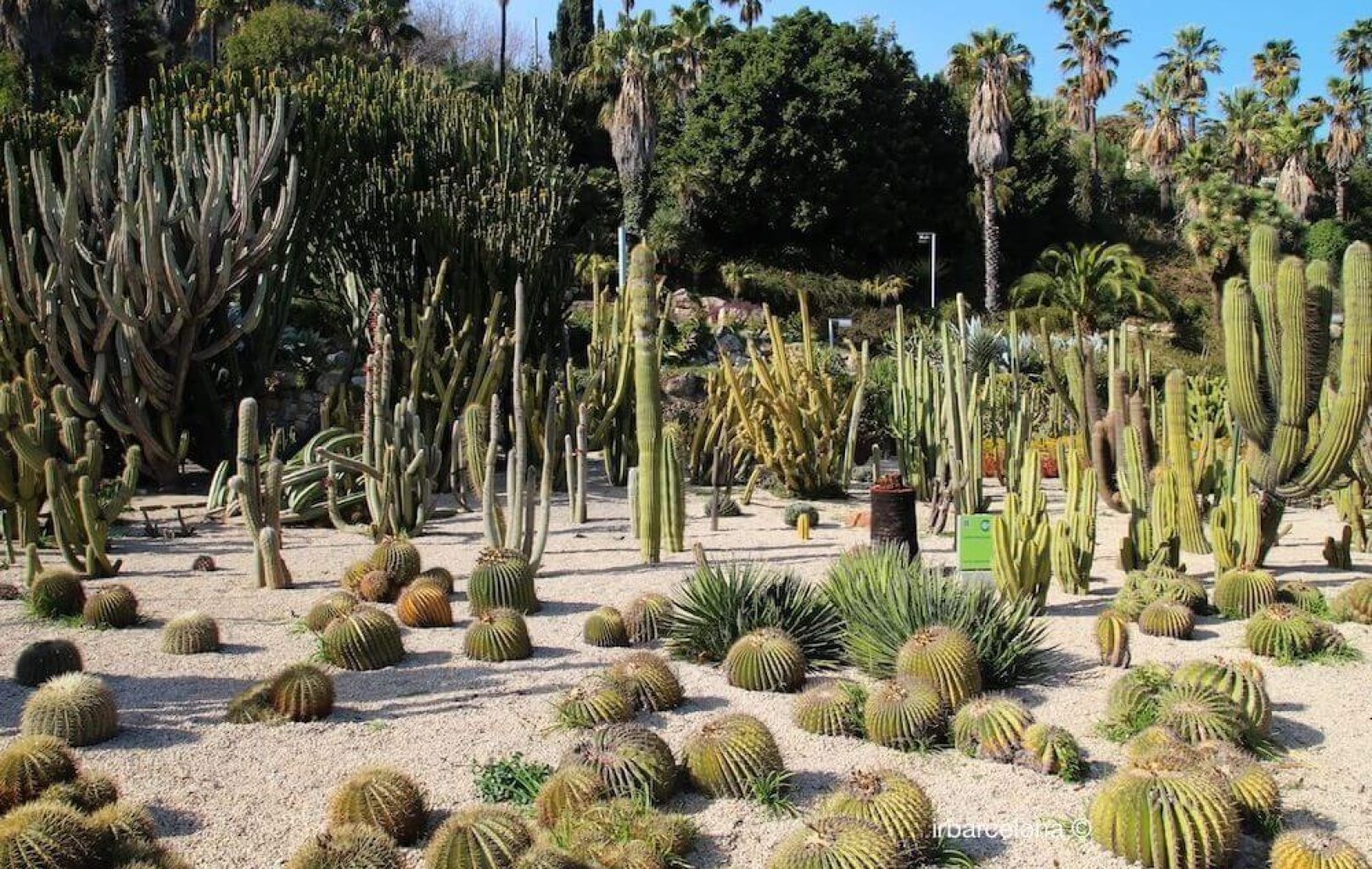 A desert garden near Montjuïc Castle in Barcelona showcases various cacti and succulents in sandy soil, surrounded by palm trees and dense greenery, making it a unique tourist attraction.