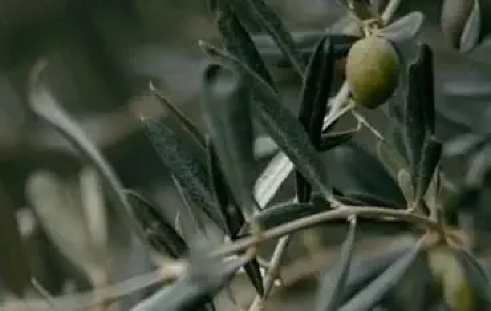 Close-up of an olive tree branch with green leaves and a single unripe olive, capturing the authentic flavours of Barcelona's countryside.